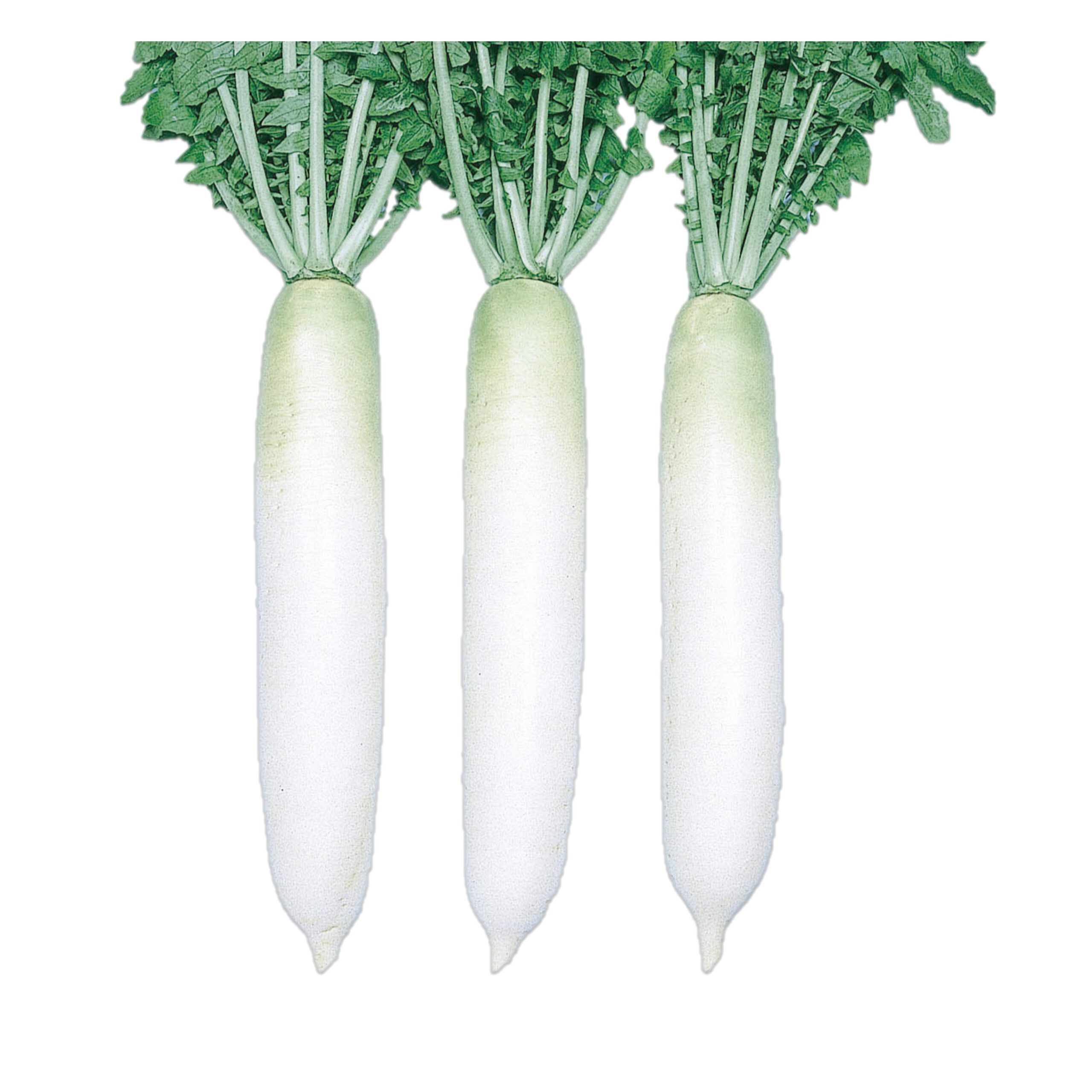 【根っこ様用】 天宮 - 株式会社渡辺採種場｜良いタネは明日への希望。松島交配の渡辺