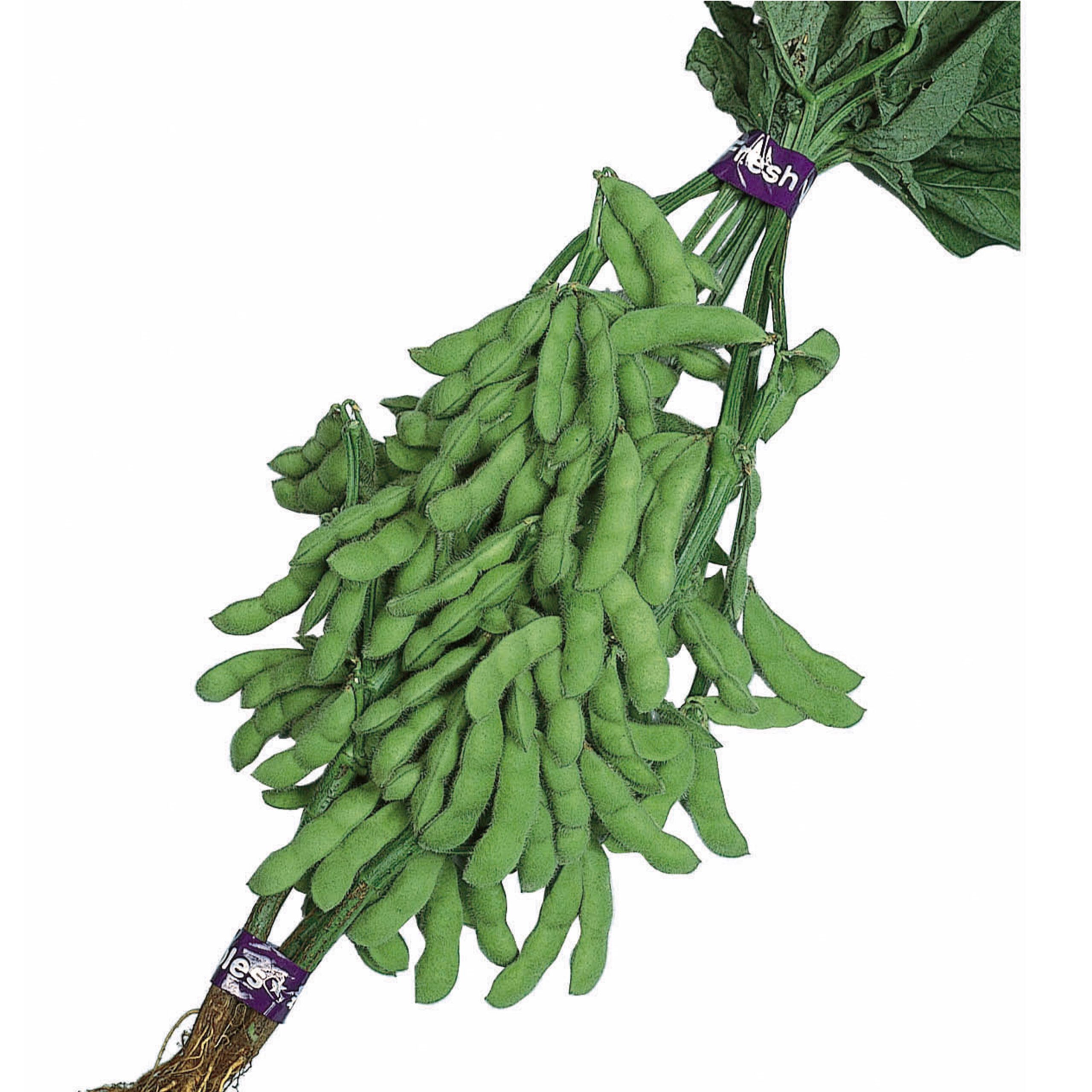 青森みどり - 株式会社渡辺採種場｜良いタネは明日への希望。松島交配