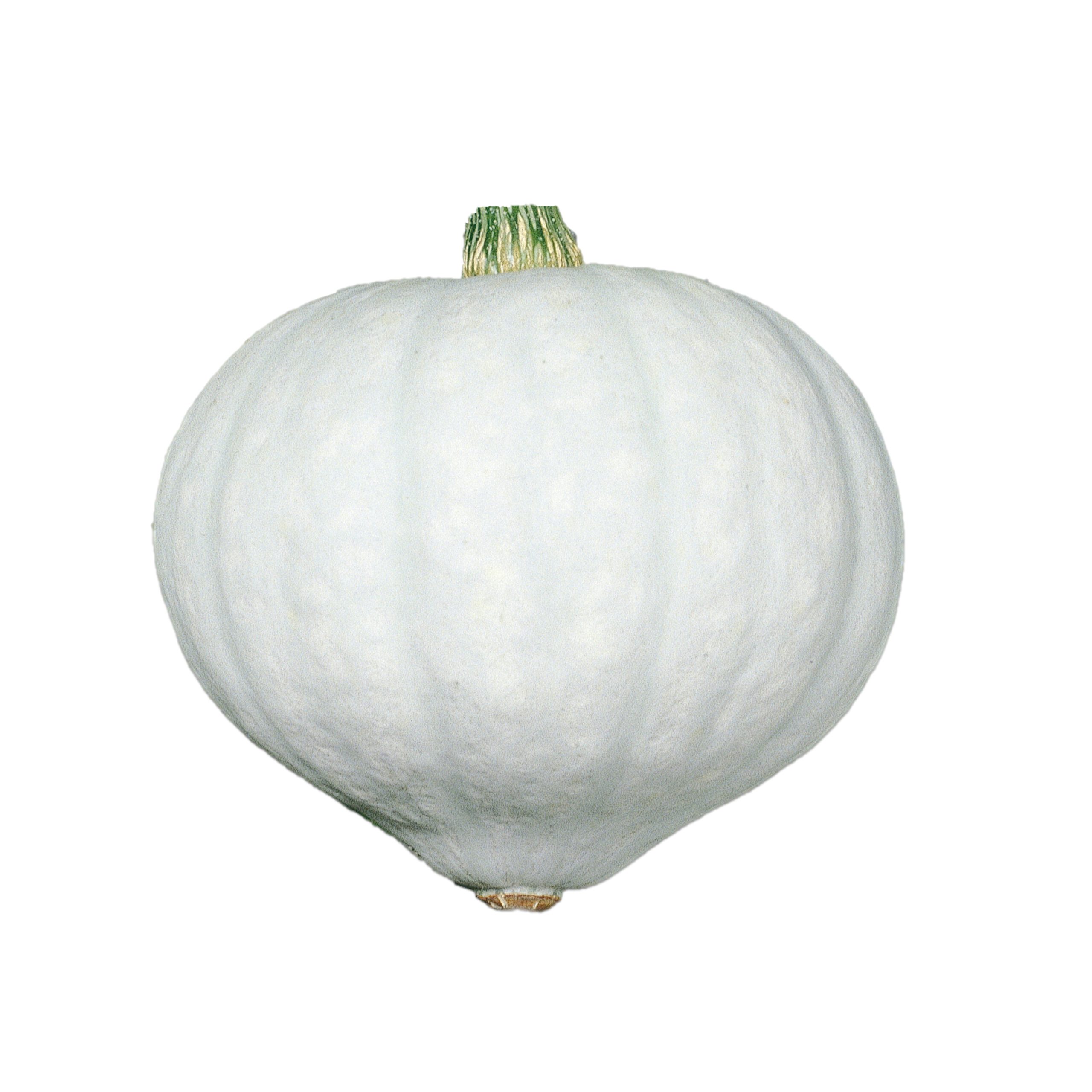 ちゃちゃ様確認用 ちゃちゃさま専用 ちゃちゃ専用ページ ちゃ 様用 ちゃ 様用 ZX｜製品紹介