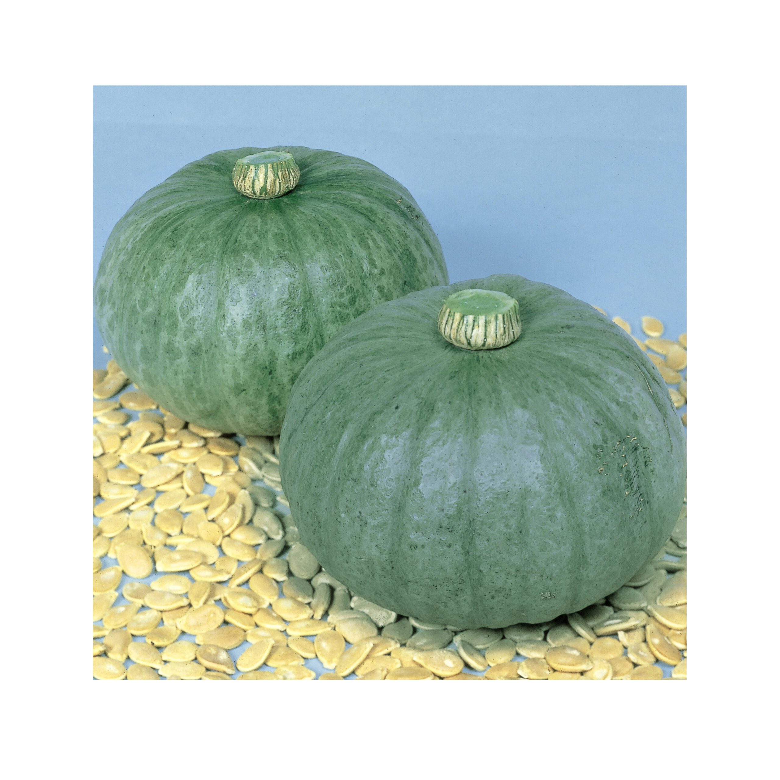 芳香青皮栗 - 株式会社渡辺採種場｜良いタネは明日への希望。松島交配