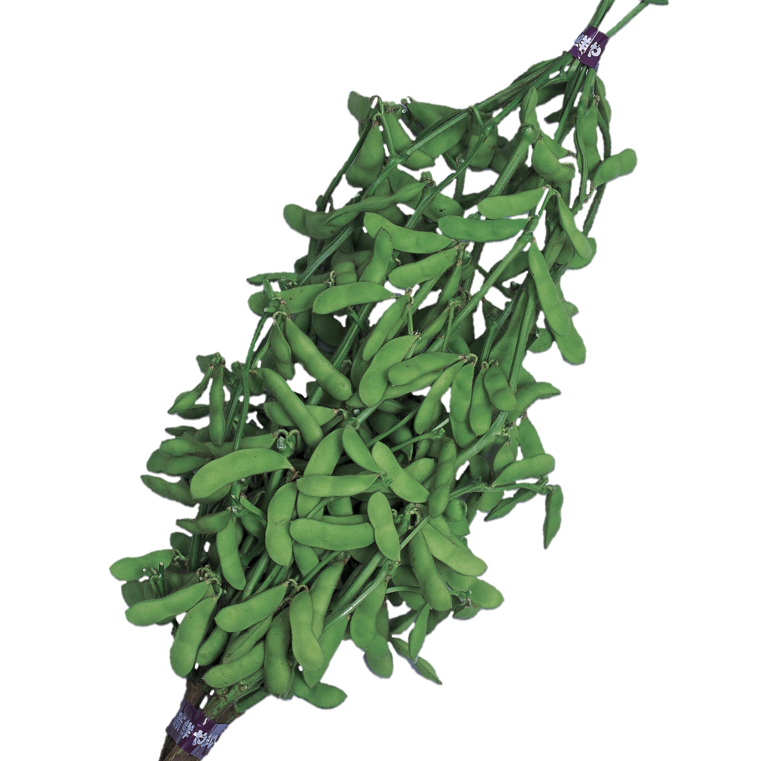 約25000粒) フラワー・ガーデニング イチバンボシ はだか麦 種籾 1kg