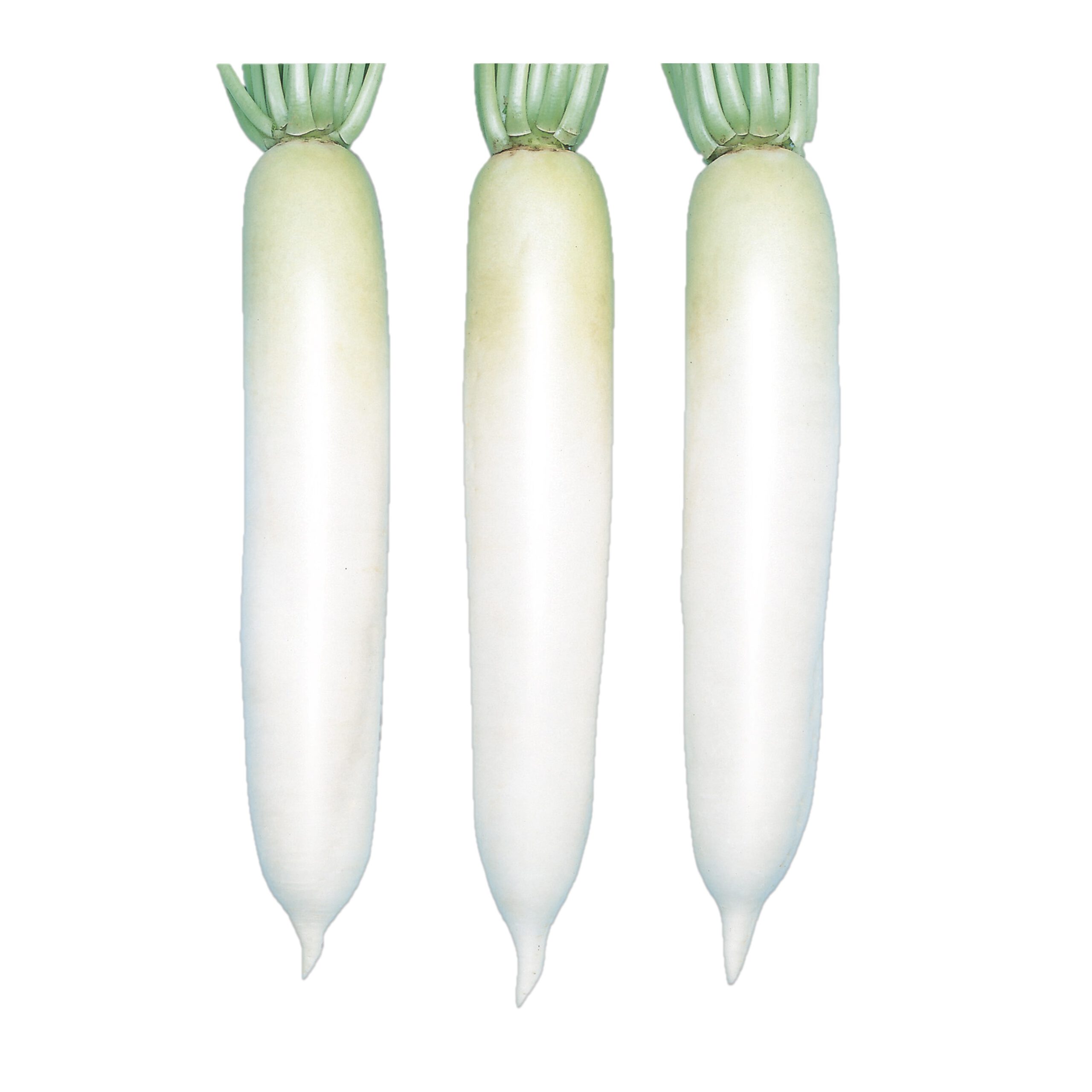 市の宮 - 株式会社渡辺採種場｜良いタネは明日への希望。松島交配の