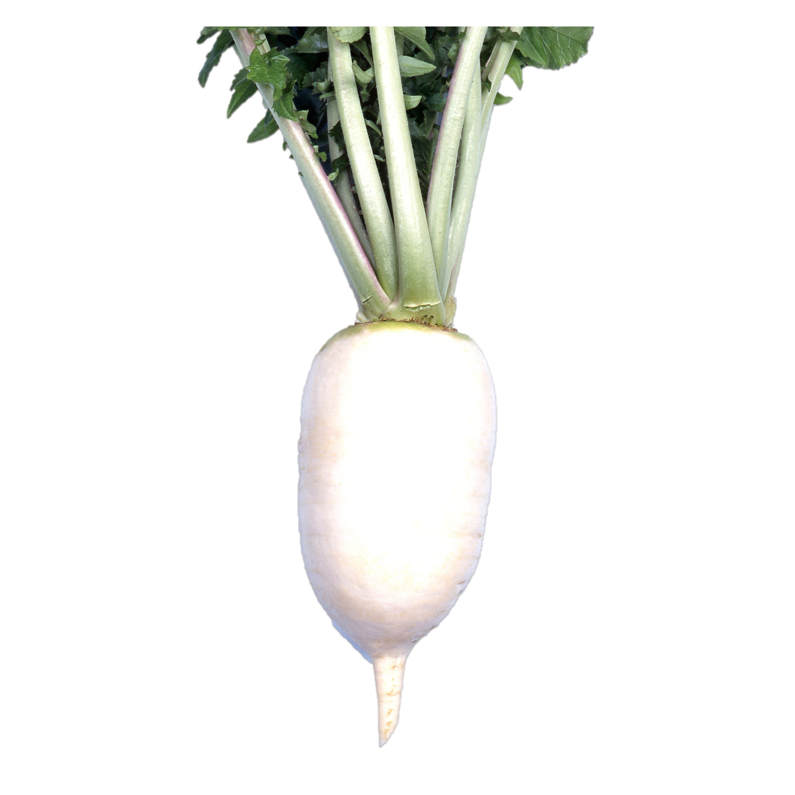 大根のえ 辛味大根からいね - 株式会社渡辺採種場｜良いタネは明日への希望