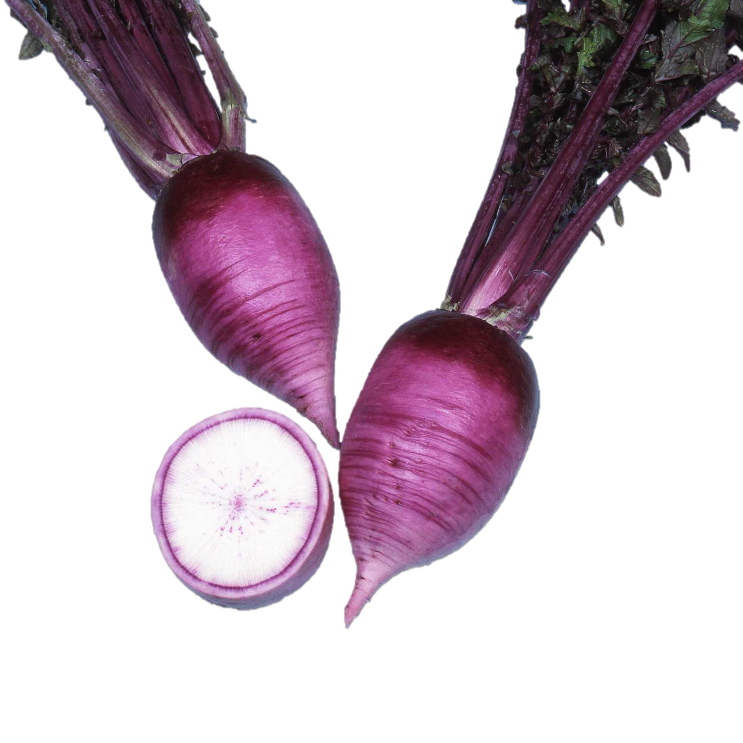 辛味大根からいね赤 - 株式会社渡辺採種場｜良いタネは明日への希望