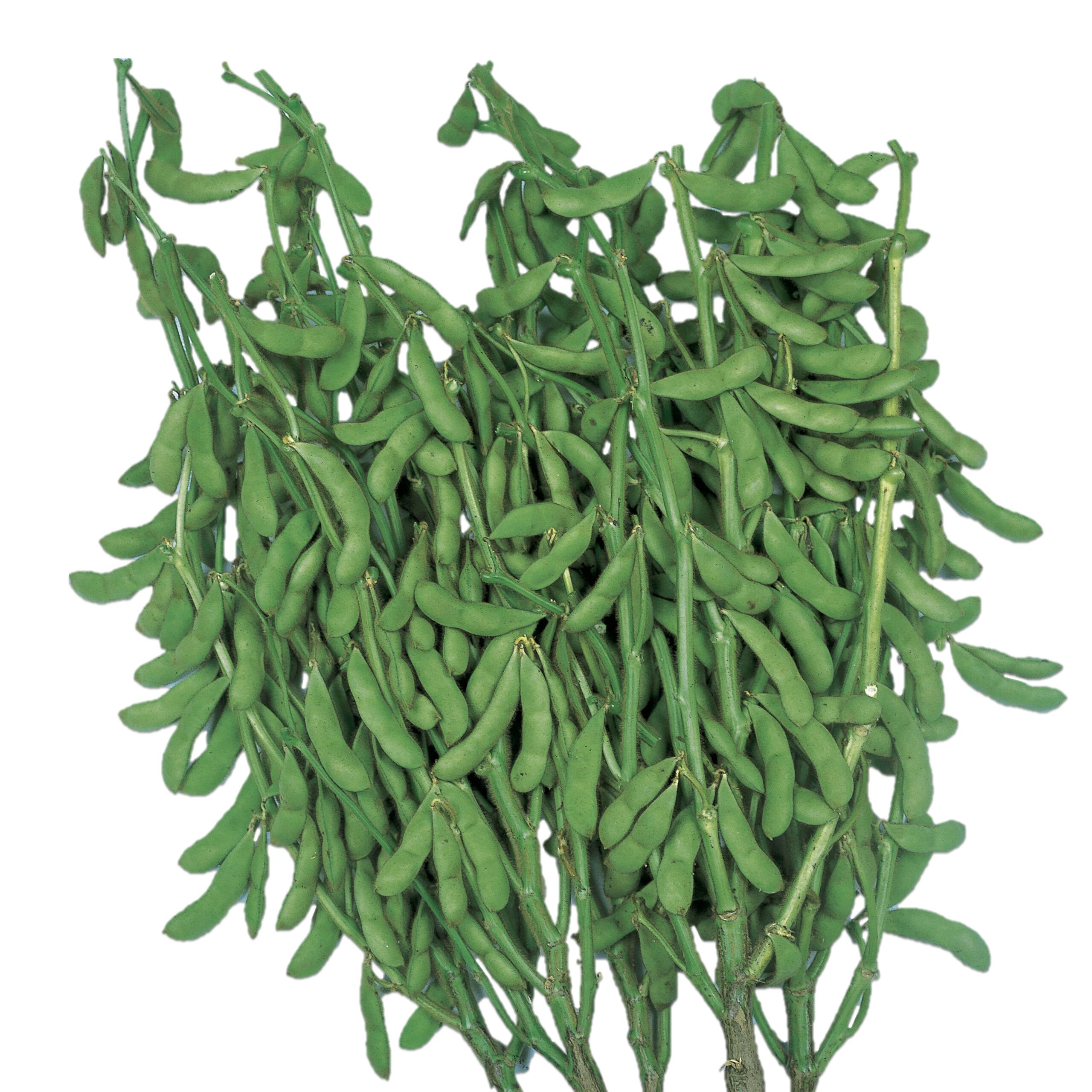 緑郊踟 向付 葉形 5客 大 4362221.jpg