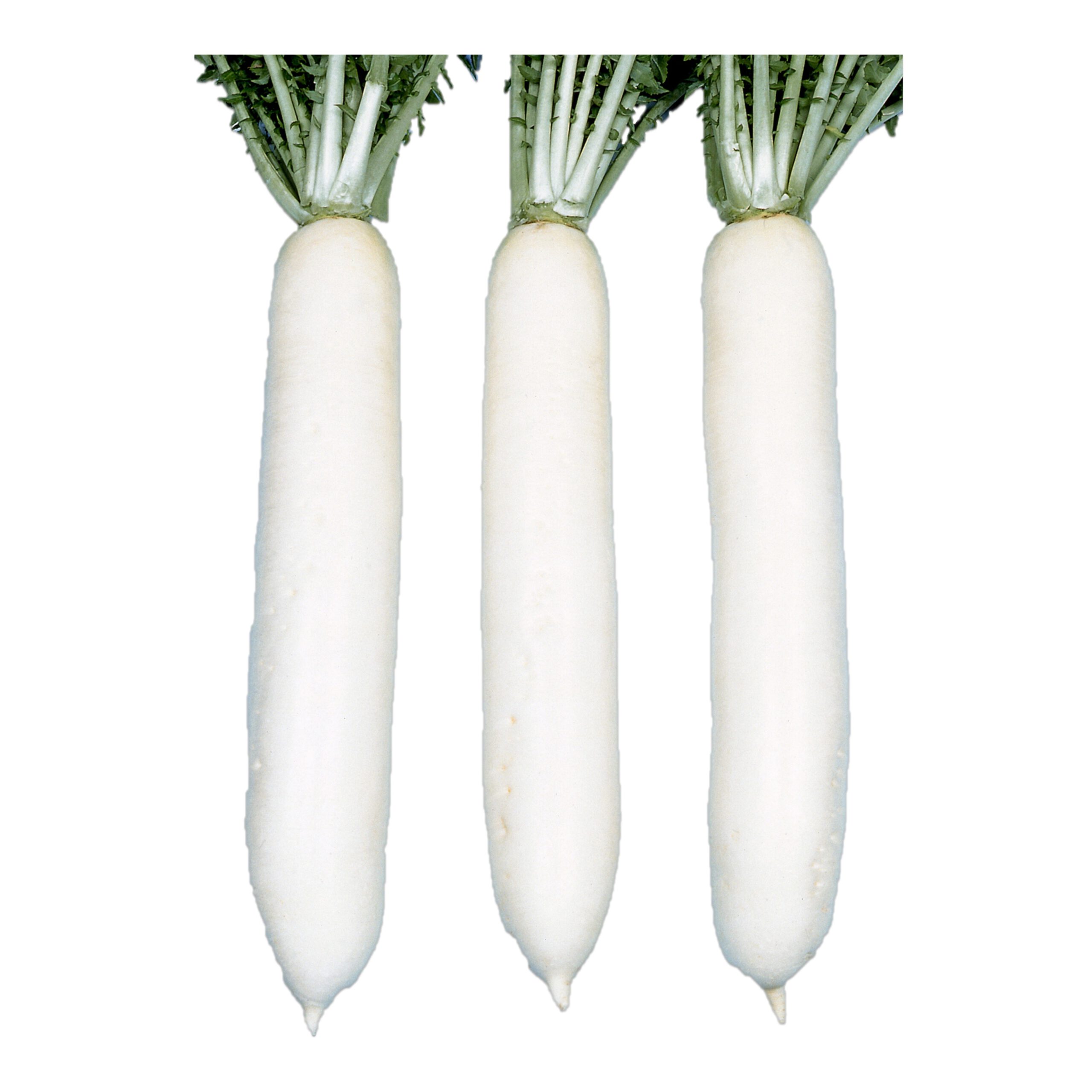 根っこ付き確認画像です♪ s-20170718225255280704.jpg