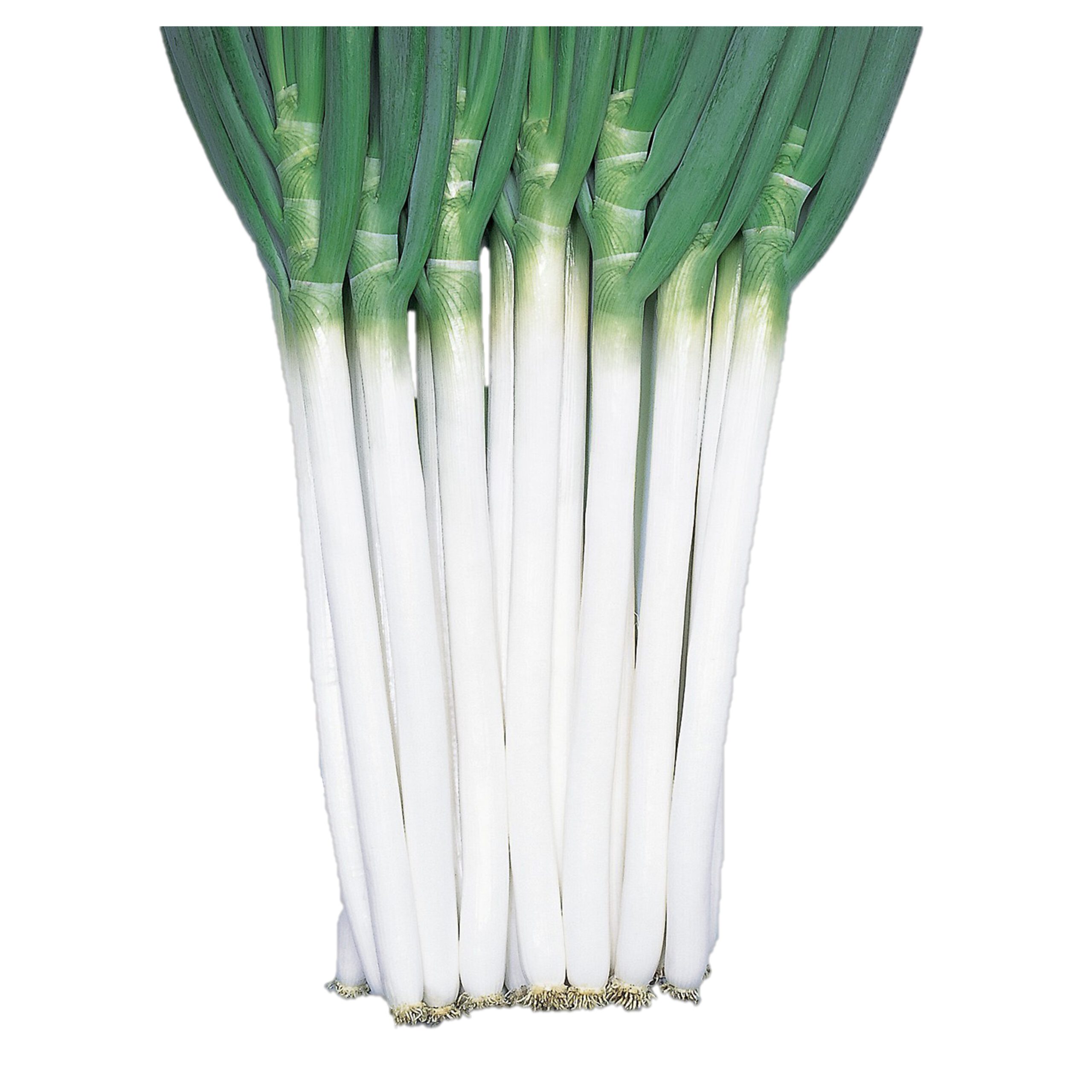 白妙 - 株式会社渡辺採種場｜良いタネは明日への希望。松島交配の渡辺