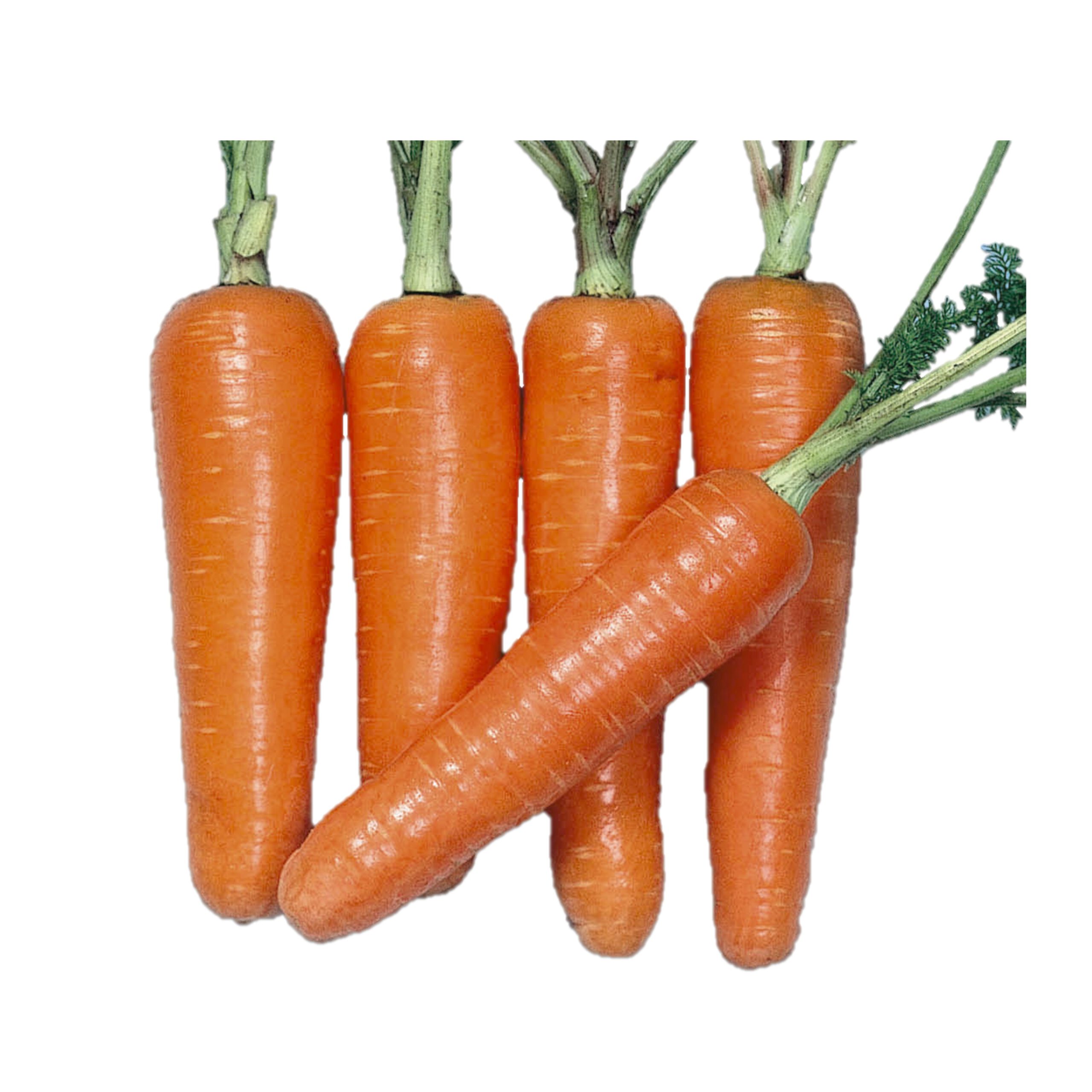 スーパー春蒔五寸 - 株式会社渡辺採種場｜良いタネは明日への希望