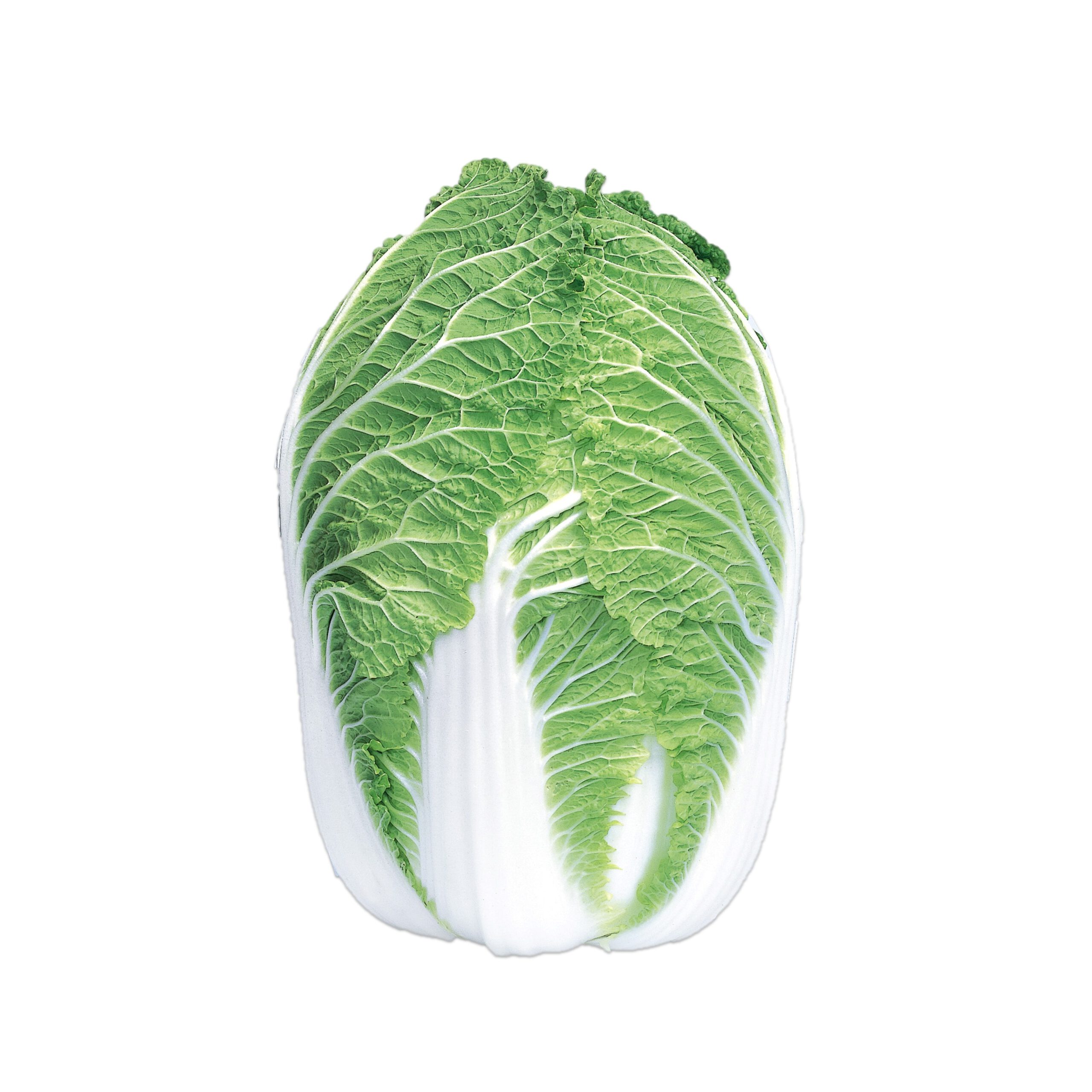 聖徳 - 株式会社渡辺採種場｜良いタネは明日への希望。松島交配