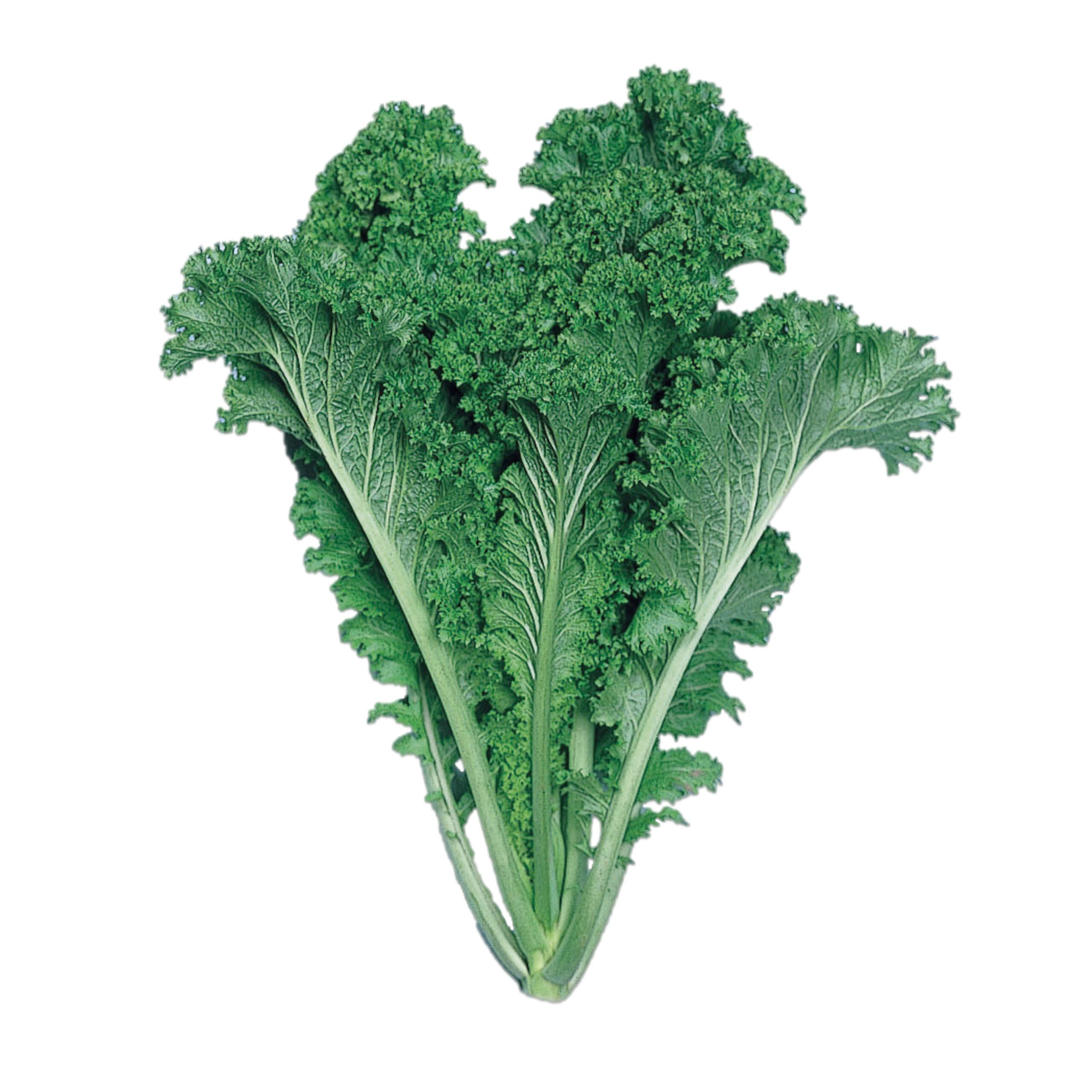 ちりめん葉からし菜 - 株式会社渡辺採種場｜良いタネは明日への希望