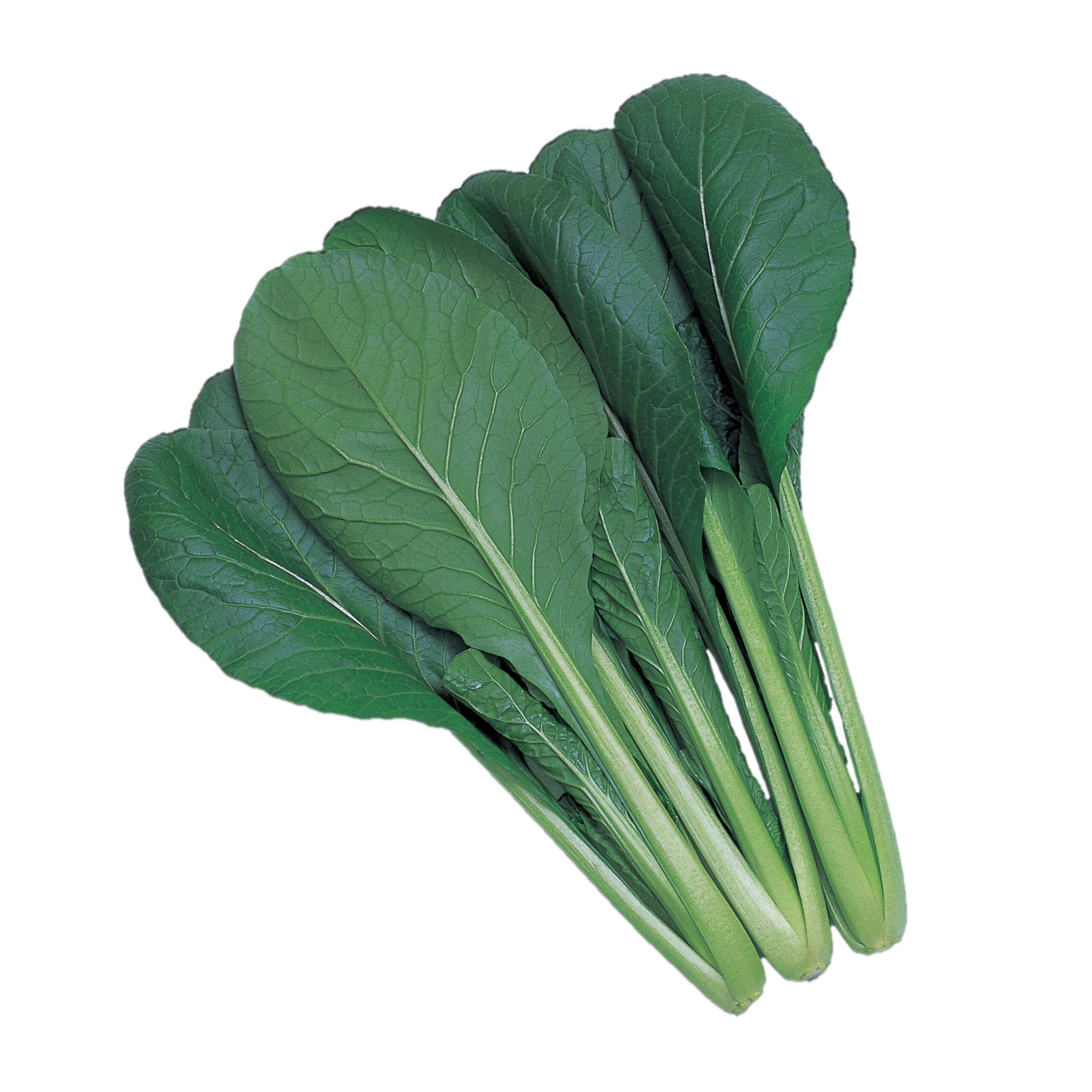 蔵王 小松菜 - 株式会社渡辺採種場｜良いタネは明日への希望。松島交配